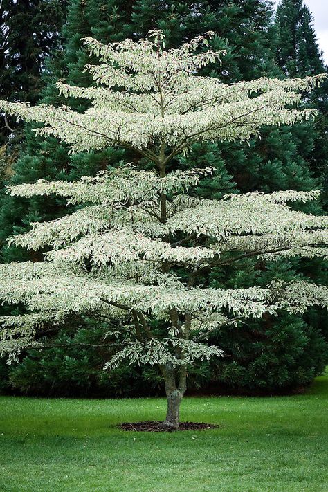 Cornus Alternifolia, Gardening Cake, Backyard Flowers, Specimen Trees, Moon Garden, Family Garden, Patio Landscaping, Garden Landscape Design, White Gardens