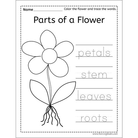 Spring Preschool Activities Lesson Plans, Parts Of Flower Worksheet, Plants Worksheets For Kids, Flower Worksheets Preschool, Preschool Life Cycle Activities, Plants Lesson Plans, Plants Life Cycle Activities, Life Cycles Preschool, Flower Crafts Preschool