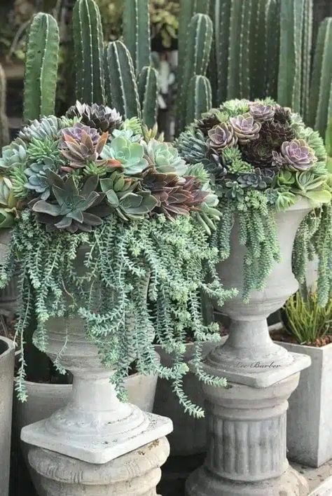 20 Beautiful Succulent Fountain Planter Ideas Succulent Fountain, Succulent Garden Landscape, Succulent Landscape Design, Succulent Garden Design, Succulent Landscaping, Succulent Garden Diy, Garden Urns, Succulent Gardening, Garden Art Sculptures Diy