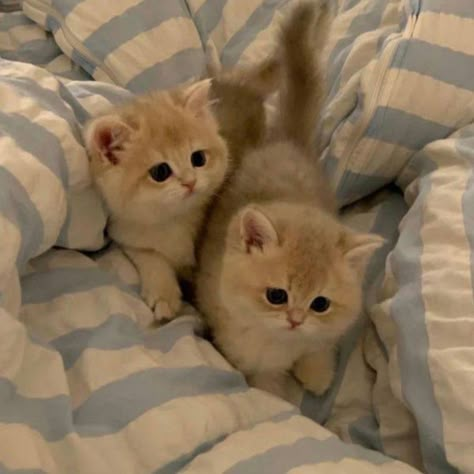 Cute Small Animals, Söt Katt, Cute Little Kittens, Cute Cats Photos, Kittens And Puppies, Funny Cat Pictures, Funny Cute Cats, Cute Animal Pictures