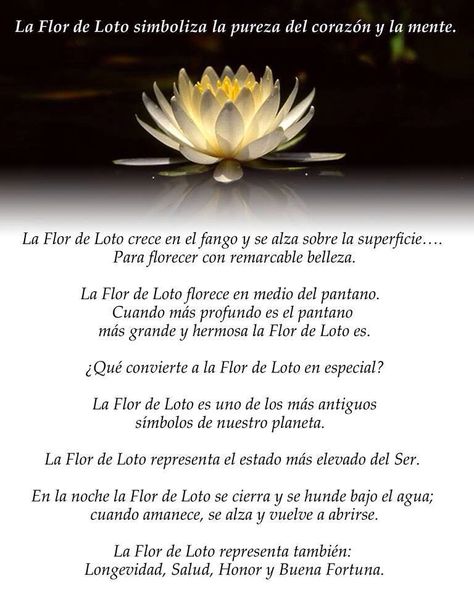 Flor de Loto Event Planers, Phoenix Tattoo Feminine, Chakra Meditation, Water Lily, Zen Garden, Tattoos With Meaning, Lotus Flower, Body Art Tattoos, Namaste