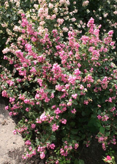 Symphoricarpos ‘Kolmagic’ PPAF Sweet Sensation™-Dwarf Rose Snow Berries (For gardeners who are on the lookout for shrubs that provide winter interest after most flowers and leaves are gone, Snow Berries rate high on the list.  The perfect plant for the winter garden these compact forms are suitable for a more prominent place in the front border. Snow Berries are especially beautiful with a light dusting of snow. Symphoricarpos Albus, Bush Plant, Small Pink Flowers, Full Sun Perennials, Sun Water, Garden Shrubs, Woodland Garden, Drought Tolerant Plants, Flowering Shrubs