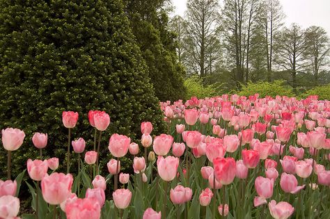 flowers Pink Tulips Aesthetic Desktop Wallpaper, Tulip Landscape Wallpaper, Landscape Flowers Aesthetic, Tulip Field Desktop Wallpaper, Macbook Wallpaper Aesthetic Pink Flowers, Tulips Desktop Wallpaper Hd 1080p Aesthetic, Pink Flowers Desktop Wallpaper, Pink Flower Wallpaper Laptop, Tulips Desktop Wallpaper Hd 1080p Laptop