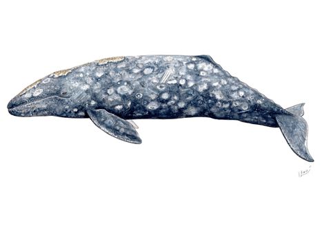 Grey whale - Original watercolour painting by ChloeYzoard on Etsy https://www.etsy.com/listing/254211897/grey-whale-original-watercolour-painting Whales Illustration, Grey Whale, Watercolour And Pencil, Whale Pictures, Whale Art Print, Whale Decor, Gaming Graphics, Whale Painting, Whale Tattoos