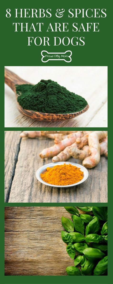 8 Herbs and Spices That Are Safe For Dogs | Dog Health | DIY Dog Food | Vegan Dog Food, Diy Dog Food, Vegan Dog, Training Facility, Dog Health Tips, Food Dog, Healthy Herbs, Raw Dog Food Recipes, Dog Nutrition