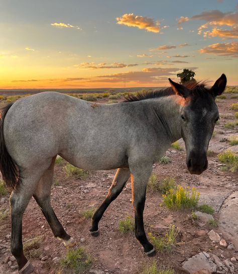 Last Night with Her🌅 This beautiful little filly is growing up so well and she’s available. She’s an Absolute x Raspberry cross. She shows the kindness and grace that all of our part drafts. Our Quarter horses have the breeding from select bloodlines to make any horse an all-around pick. We want you to have a quality filly you can raise into the horse of your dreams. Come see for yourself. Call us, message us and schedule a visit now to meet your new colt. Inquiries are welcome. See all o... American Quarter Horse Aesthetic, Quarter Horse Draft Cross, Draft Quarter Horse Cross, Quarter Horse Black, Arabian Quarter Horse Cross, Quarter Horses, American Quarter Horse, Quarter Horse, Come And See