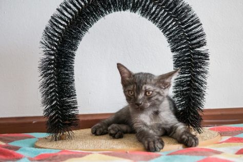 3 DIY Cat Grooming Arch and Self Groomer Plans You Can Make Today (With Pictures) | Hepper Diy Cat Grooming Station, Diy Cat Brush Scratcher, Diy Cat Scratcher, Cat Groomer, Cat Grooming Tools, Cat House Diy, Diy Cat Toys, Cats Diy Projects, Cat Store