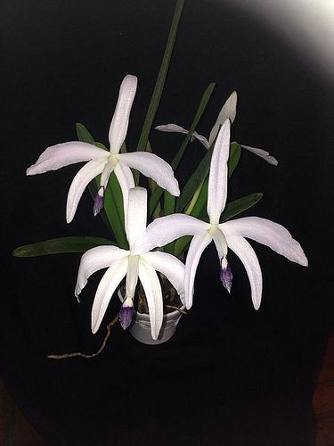 Cattleya (Laelia) perrinii f. coerulea par G!L | Cattlaelia Forum Orchidée | Flickr White Cattleya Orchid, Ludisia Orchid, Orchid Cattleya, Zantedeschia Aethiopica, Cattleya Trianae Orchid, Orchids, Plants