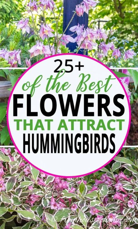 I love this list of plants that attract hummingbirds. Great ideas for flowers that can be added to your hummingbird garden design whether it is in shade or sun, or even in pots. #fromhousetohome #gardendesign #gardening #birds #shadeplants #sunperennials Ivy Geraniums, Vegetable Garden Planner, Hummingbird Plants, Attract Hummingbirds, Flower Bed Designs, Best Flowers, Garden Vines, Sun Perennials, Hummingbird Garden