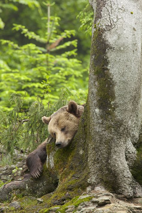 European Brown Bear (Ursus arctos arctos), Bavarian Forest National Park, Bavaria, Germany - 600-07802991 © Christina Krutz Model Release: No Property Release: No European Brown Bear (Ursus arctos arctos) European Forest, Bavarian Forest, Regnul Animal, Own Place, Spiritual Images, Sleeping Bear, Love Bear, Grizzly Bear, Wildlife Animals