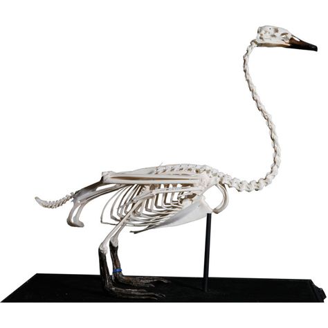 stark Swan Anatomy, Swan Skeleton, Full Body Skeleton, Body Skeleton, Swan Animal, Unreal Unearth, Yellow Rabbit, Modern Decorative Objects, Animal Studies