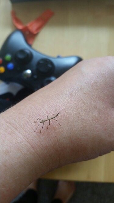 Our latest addition to our minaginary baby stick insect x Stick Insect Tattoo, Stick Bug Tattoo, Bugs Drawing, Stick Bug, Gorgeous Animals, Stick Insect, Bug Tattoo, Insect Tattoo, Minimalist Tattoos