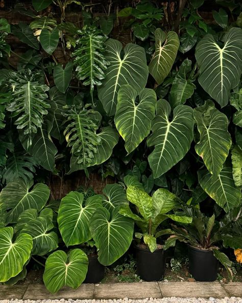 RZen Garden | What’s the difference between a Glorious and Gloriosum🪴🧐🪴?? Both #philodendrons but with distinct character. Philodendron Glorious is a... | Instagram Anahaw Leaves, Philodendron Glorious, Tropical Garden, Lone Star, Instagram