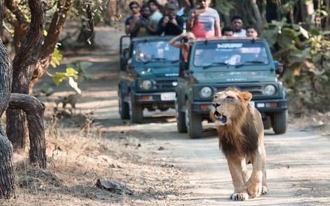 The trip to be Gir National Park should be enjoyable and safe if you follow the instructions of your guide. However, you must make sure that you’re doing Forest Department authorized safari. Contact Us @ 9821304180 for Online Gir Safari and Hotel Bookings. Gir National Park, Sasan Gir, Gir Forest, Asiatic Lion, National Park Photography, Safari Online, Forest Department, Save Wildlife, Forest And Wildlife