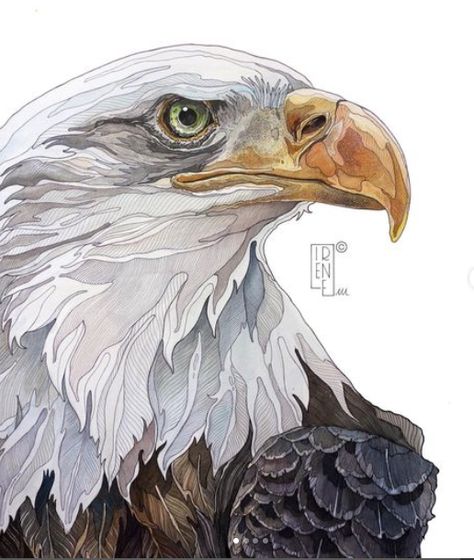 Irene Meniconi Art, Eagle Art Draw, Water Paint Ideas, Irene Meniconi, Bug Paintings, Painted Calendar, Eagle Reference, Eagle Paintings, Aigle Royal