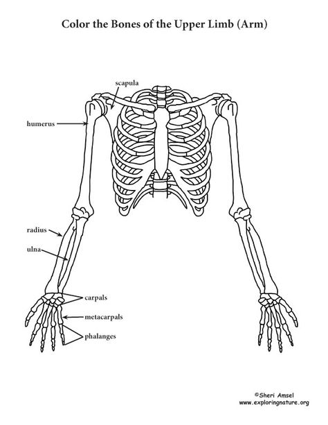 Upper Limb (of the Skeleton) Coloring Page Upper Limb Anatomy, Skeletal System Worksheet, Bone Anatomy, Anatomy Flashcards, Skeleton Arm, Worksheet Coloring, Arm Bones, Anatomy Coloring Book, Med School Motivation