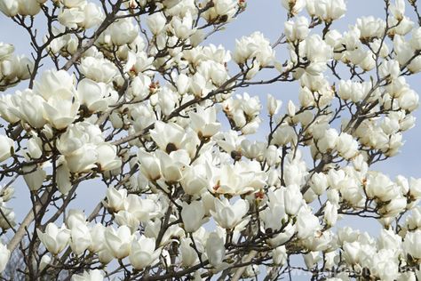 Yulan or Lily Tree (Magnolia denudata [syn. Magnolia heptapeta]), a deciduous tree up to 15m tall. This early-flowering magnolia from eastern and southern China has slightly citrus scented, pure white flowers. More Magnolia Photos. Magnoliaceae White Magnolia Tree, Magnolia Denudata, Star Magnolia, Pictures Of Plants, Trees Wallpaper, Magnolia Flowers, White Magnolia, Magnolia Trees, Tree Wallpaper