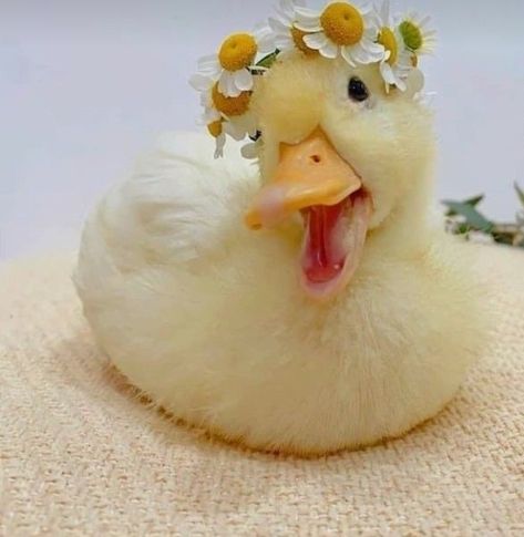 Ducky Aesthetic, Ducks With Hats, Cute Duck Pfp, Cottagecore Duck, Ducks Aesthetic, Aesthetic Duck, Duck Aesthetic, Duck Pfp, Cute Ducks