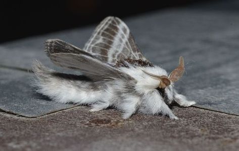 Lepidoptera — Tolype velleda Tolype Moth, White Moths, Poodle Moth, White Moth, Cute Moth, Cool Insects, Moth Wings, Cool Bugs, Beautiful Bugs