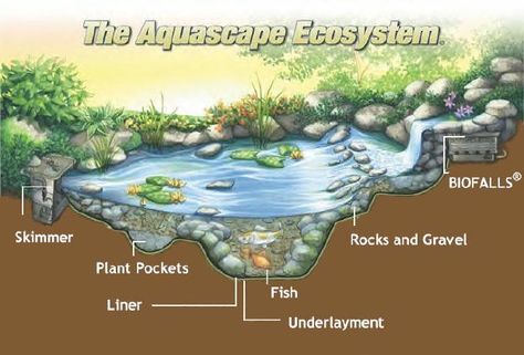 The Aqua-scape Ecosystem. Ecosystem Drawing Easy, Water Garden Ideas, Ecosystems Projects, Natural Swimming Ponds, Garden Pond Design, Homestead Ideas, Diy Pond, Backyard Garden Layout, Aquatic Ecosystem