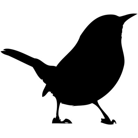 Merlin Bird, Cactus Wren, Bird Images, Evergreen Forest, Brown Bird, Bird Coloring Pages, Bird Silhouette, Backyard Birds, All Birds