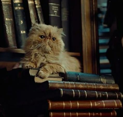 Hermione Aesthetic, Harry Potter Cat, Hogwarts University, Harry Potter Creatures, Granger Aesthetic, Hermione Granger Aesthetic, Harry Potter Scrapbook, Moony Wormtail Padfoot And Prongs, Harry Potter Vibes