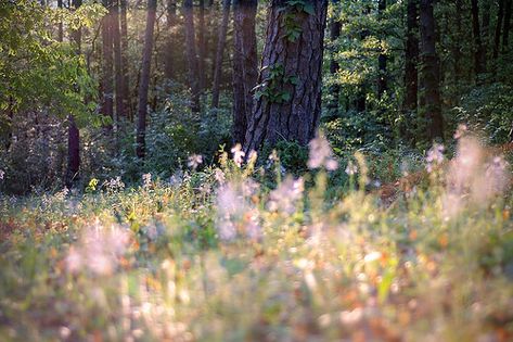 magical forest | This forest area is just about two minutes … | Flickr Foto Macro, Lost Souls, Magical Forest, The Meadows, Fish Bowl, Green Trees, Nature Aesthetic, In The Forest, Narnia