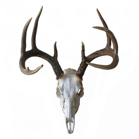 Deer Skull with Antlers & Jaw Bone (£250) ❤ liked on Polyvore featuring home, home decor, fillers, other, animals, decor, objects, decorative objects, skull home decor and skull home accessories Deer Skull Drawing, Antler Home Decor, Deer Skull With Antlers, Deer Skeleton, Skull With Antlers, Deer Skull Art, Hunting Cabin Decor, Skull Home Decor, Skull Reference