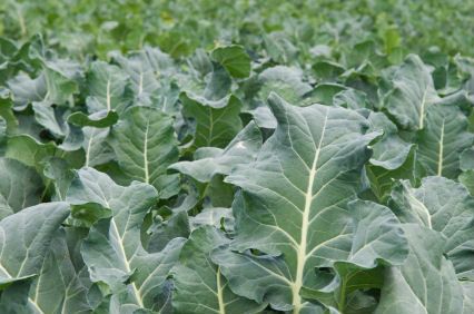 sukuma wiki Collard Plant, Container Vegetable Gardening, Growing Cauliflower, Low Maintenance Garden Design, Potted Garden, Easy Vegetables To Grow, Gardening Vegetables, Container Vegetables, Grow Food