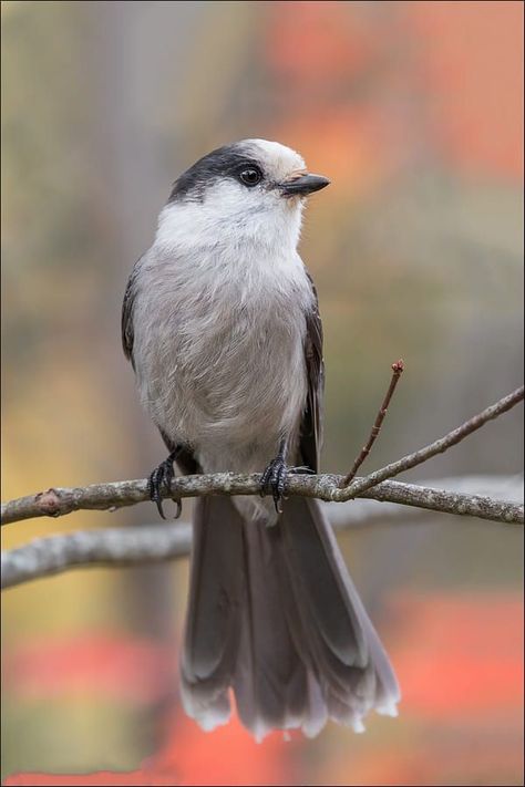 Gray Jay Bird, Grey Jay Bird, Scotland Images, Canada Jay, Grey Jay, Gray Jay, Zoo Photos, Boreal Forest, Jay Bird