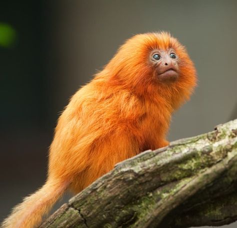 #8 Golden lion tamarin Orange Monkey, Golden Lion Tamarin, Elephant Shrew, Sand Cat, Forest Habitat, Golden Lions, Rainforest Animals, Tropical Rainforest, Animal Facts