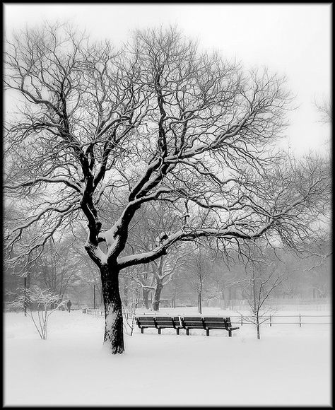 winter tree Winter Tree Photography, Winter Trees Photography, Snowy Tree Drawing, Winter Trees Drawing, Trees With No Leaves, Winter Tree Drawing, Tree With No Leaves, Winter Tree Painting, Leafless Tree