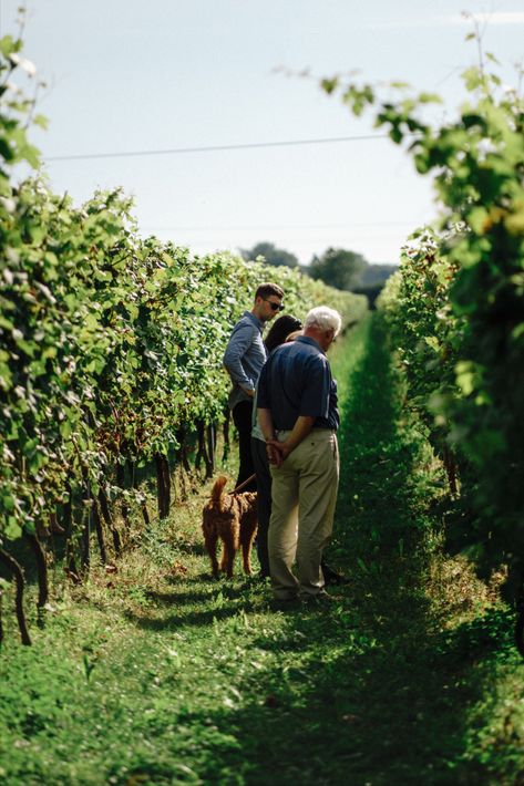 Vineyard Tour and Wine Tasting in Sussex Vineyard Photography, Vineyard House, Wine Production, Vineyard Tour, Farm Visit, Wine Vineyards, Sussex England, Wine Photography, Wine House