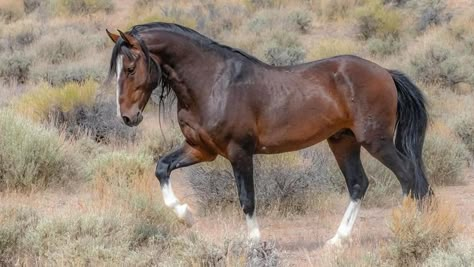 All Horse Breeds, Wild Stallion, Horse Poses, Beautiful Horses Photography, Nevada Desert, Horse Anatomy, Horse Reference, Bay Horse, Mustang Horse