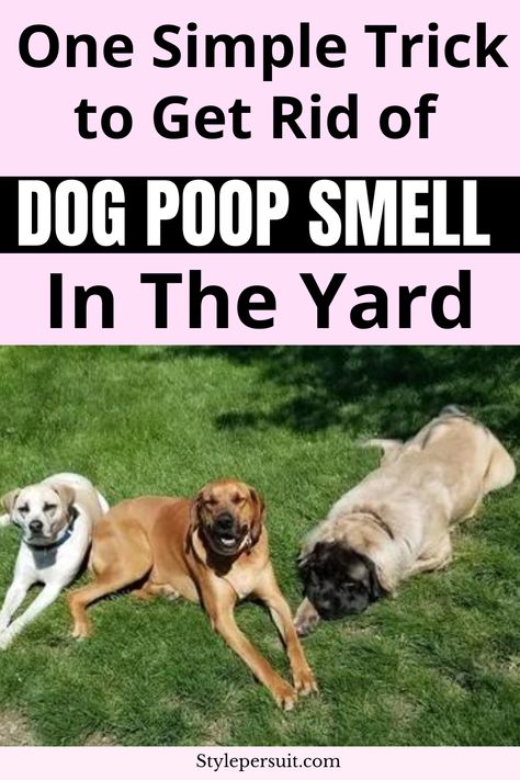 Removing dog poop smell from your yard involves a combination of cleaning up the waste, treating the affected area, and maintaining good hygiene practices. Here's a step-by-step guide: #cleaning #dog #health #yard Pooper Scooper Ideas, Dog Poop Area, Dog Pee Smell, Pet Odor Remover, Pee Smell, Smelly Dog, Chicken Poop, Good Hygiene, Dog Urine