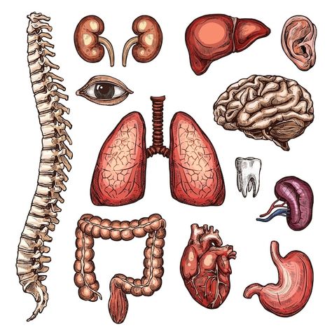 Page 5 | Goodnotes Stickers Anatomy Images - Free Download on Freepik Bone Sketch, Anatomy Stickers, Notes Examples, Healthcare Illustration, Stickers For Ipad, Anatomy Heart, Stickers Images, Medicine Art, Anatomy Notes