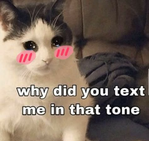 why did you text me in that tone blushing Why Did U Text Me In That Tone, Why Did You Text Me In That Tone Cat, Me When You Text Me Reaction, Text Me In That Tone, Why Are You Texting Me In That Tone, Text Me Back Cat, Why Did U Text Me In That Tone Cat, Stop Your Making Me Blush Reaction Pic, Why You Text Me In That Tone