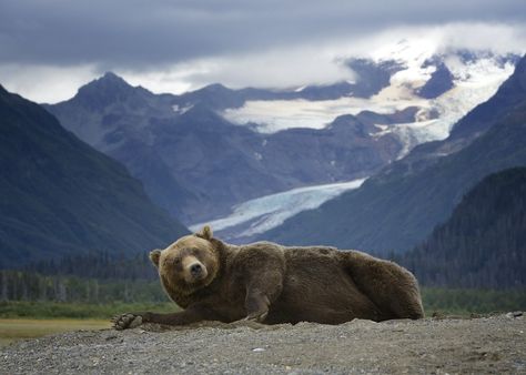 Norwegian nature photographer and photojournalist Olav Thokle stumbled upon the opportunity of a lifetime when he had the chance to photograph the radiant Miss Alaska herself in a private modeling session with the 18-month-old brown bear. Urs Polar, Grizzly Bear, Animal Planet, Animal Photo, Nature Animals, Brown Bear, 귀여운 동물, Animals Friends, Wildlife Photography