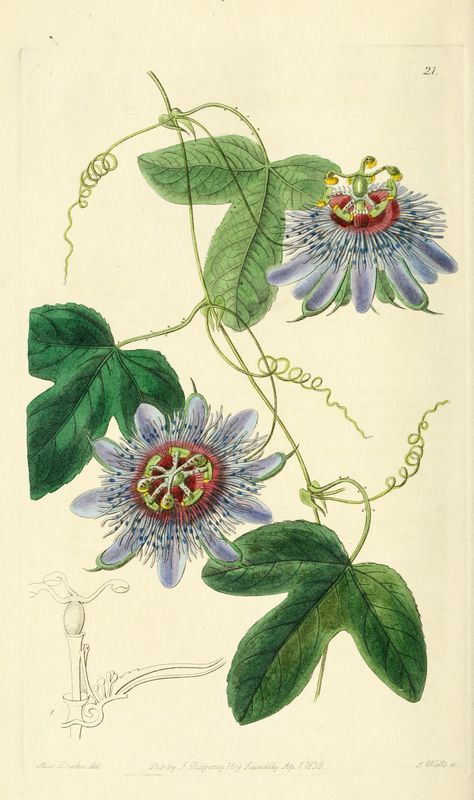 #botanicalillustration #passion_flower Passion Fruit Flower, Art Bio, Passion Vine, Antique Botanical Print, Vintage Botanical Prints, Botanical Poster, Botanical Painting, Scientific Illustration, Passion Flower