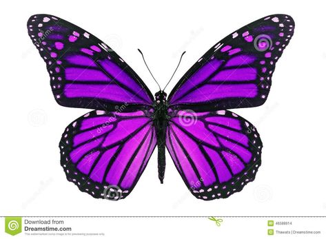 Purple Butterfly Stock Photo - Image: 46588914 Monarch Butterfly Images, Monarch Butterfly Tattoo, Art Papillon, Bright Photos, Butterfly Images, Butterfly Drawing, Green Butterfly, Butterfly Painting, Tattoo Outline