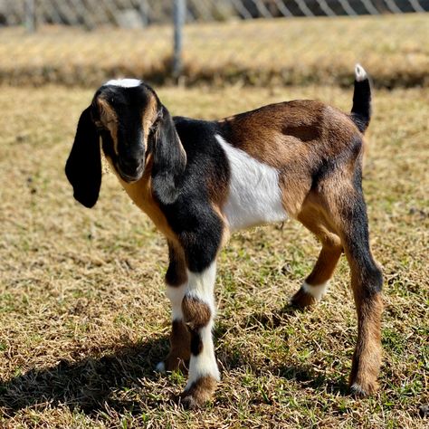 Nubian Dairy Goats, Mini Nubian Goats, Anglo Nubian Goats, Nubian Goats, Goat Breeds, Nubian Goat, Homestead Ideas, Manor Farm, Goat Farm