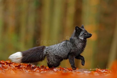 Black silver fox, rare form. Dark red fox playing in autumn forest. Animal jump , #affiliate, #red, #Dark, #playing, #forest, #autumn #ad Fox Symbolism, Celtic Zodiac Signs, Celtic Zodiac, Fox Totem, Art Fox, Fox Pictures, Fox Spirit, Black Fox, Animal Symbolism