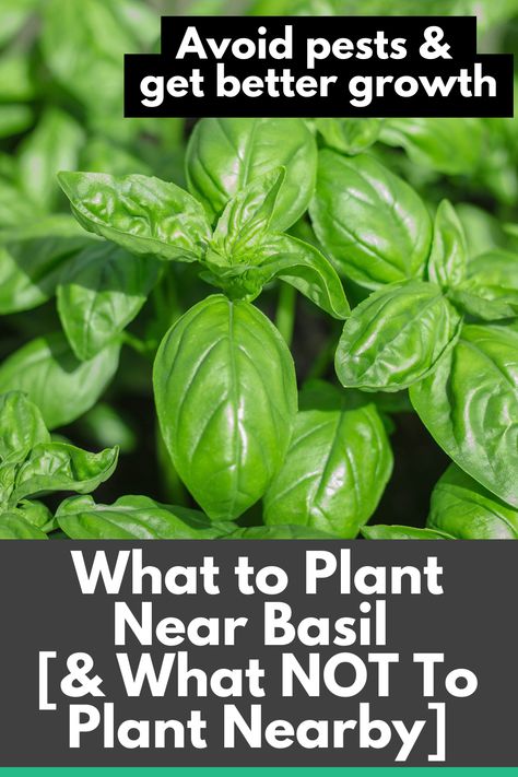 Growing Basil Outdoors, Pollinator Activity, Herb Companion Planting, Basil Growing, Basil Garden, Rose Companion Plants, Best Companion Plants, Companion Planting Guide, Companion Planting Chart