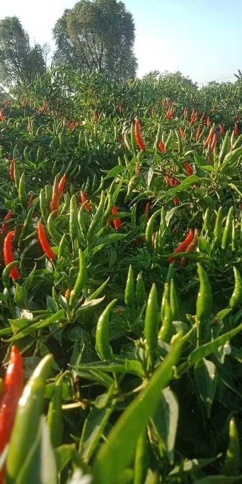 Green Chilli Plant, Small Yard Vegetable Garden Ideas, Agriculture Photography, Chilli Plant, Vertical Vegetable Gardens, Vegetable Pictures, Rose Garden Design, Valley Of Flowers, Flowers Wallpaper