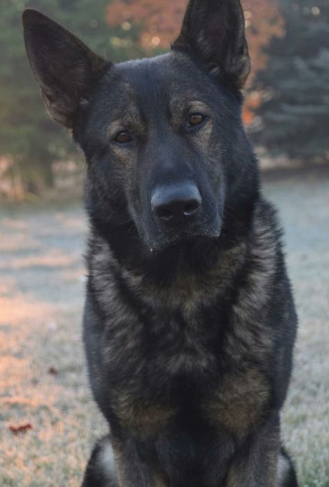 Solid Black German Shepherd, Dark German Shepherd, Blonde German Shepherd, Dark Sable German Shepherd, Black Sable German Shepherd, German Shepherd Black, Sable German Shepherd, Black German Shepherd Dog, German Sheperd Dogs