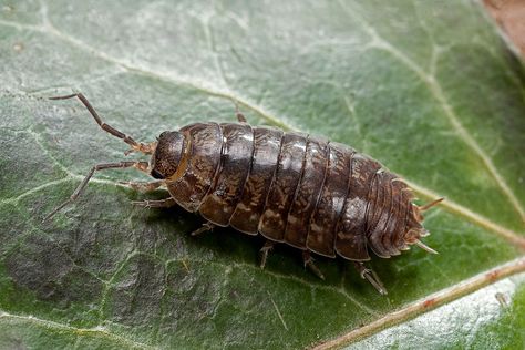 A pillbug goes by many names—roly-poly, woodlouse, armadillo bug, potato bug. Whatever you call this crustacean, it's both fascinating and gross. Pill Bugs, Potato Bugs, Engineering Design Challenge, Woodlice, Pill Bug, Nature School, Veg Garden, Roly Poly, Better Homes And Garden