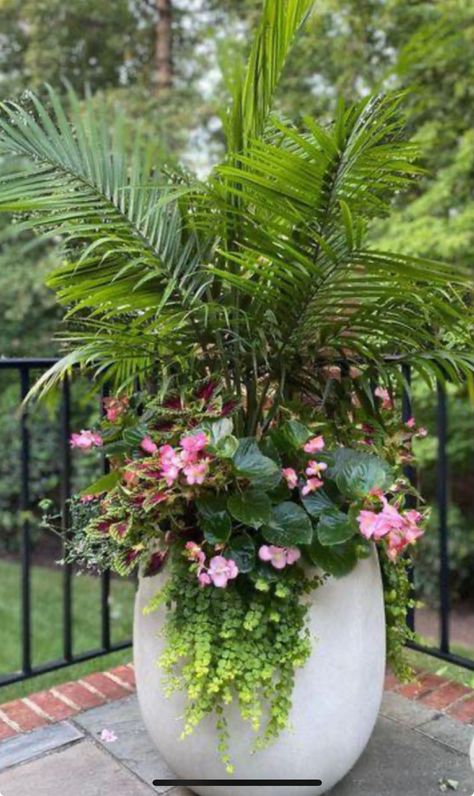 Potted Plants Patio, Pool Plants, Porch Plants, Patio Flowers, Tropical Garden Design, Container Garden Design, Potted Plants Outdoor, Front Yard Garden Design, Flower Pots Outdoor