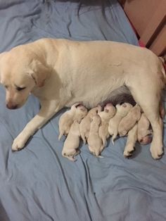 Litter of 9 Labrador Retriever puppies for sale in PINE CO. ADN-71668 on PuppyFinder.com Gender: Male. Age: 4 Weeks Old #labradorretriever Funny Labradors, Puppy Retriever, Labrador Facts, Labrador Yellow, Puppies Golden Retriever, Puppy Life, Akita Puppies, Labrador Puppies, Yellow Labs