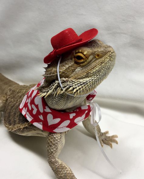 Excited to share this item from my #etsy shop: #Valentine's #Bearded #Dragon #Attire #Clothes #Reptile Valentines #Hat and #Bandanna Bearded Dragon Clothes, Bearded Dragon Diy, Bearded Dragon Habitat, Valentine Hats, Diy Beard, Baby Bearded Dragon, Bearded Dragon Cute, Bearded Dragon Care, Dragon Hats