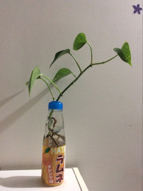 im not good at taking photos Ramune Plant, Bamboo Plant, Seashell Painting, Bamboo Plants, Taking Photos, Bedroom Inspo, Cute Crafts, Decor Bedroom, New Room